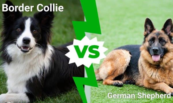 边境牧羊犬vs德国牧羊犬:5个关键区别
